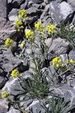 Erysimum humillimum