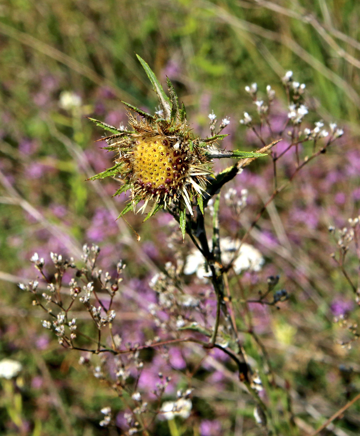 Image of Carlina intermedia specimen.