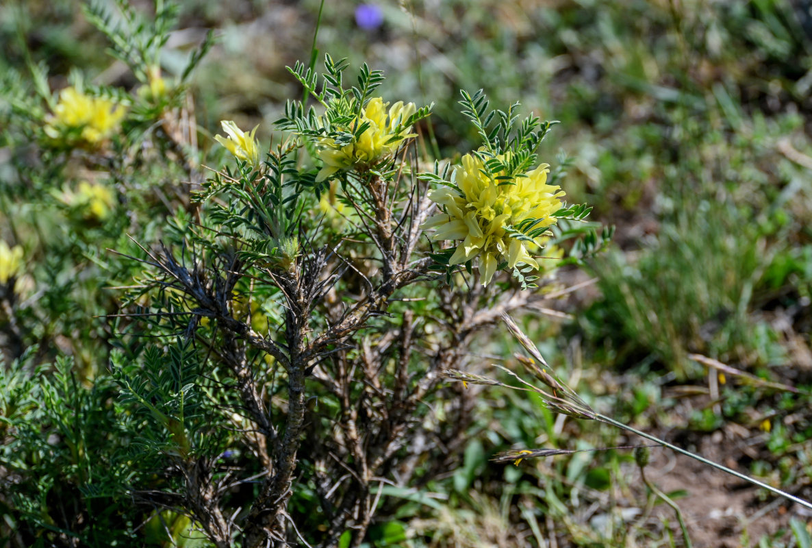 Image of Astragalus aureus specimen.