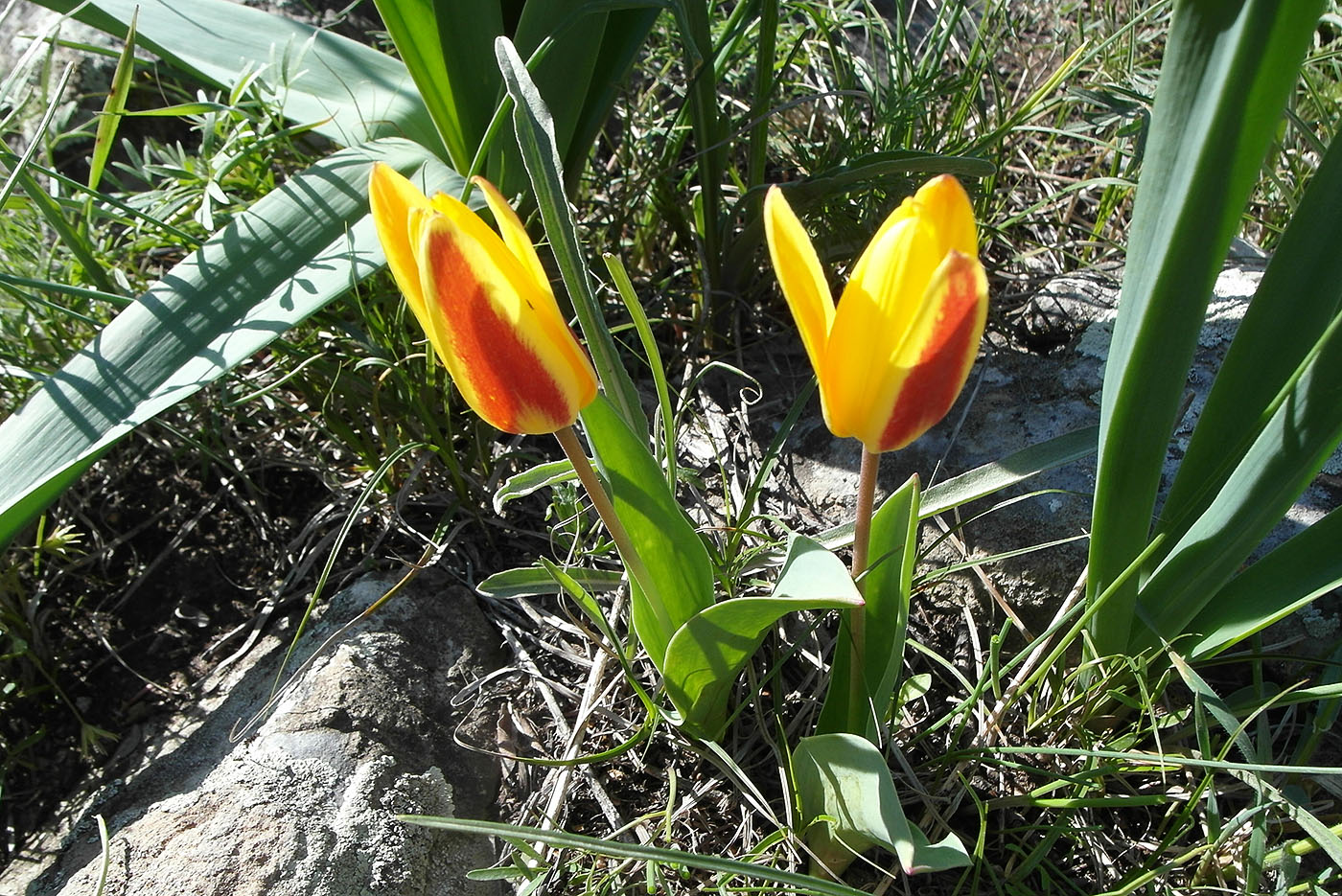 Image of Tulipa berkariensis specimen.