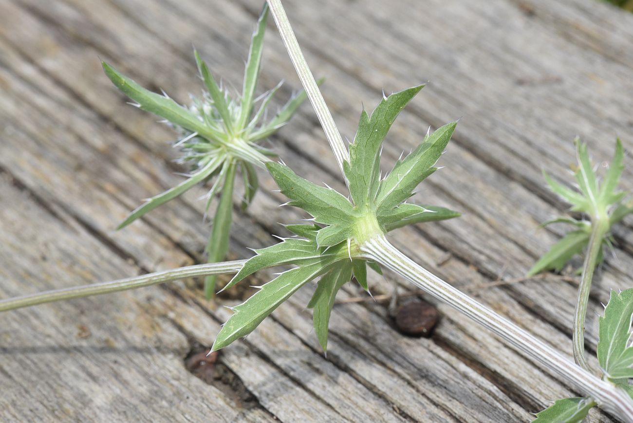 Изображение особи Eryngium planum.