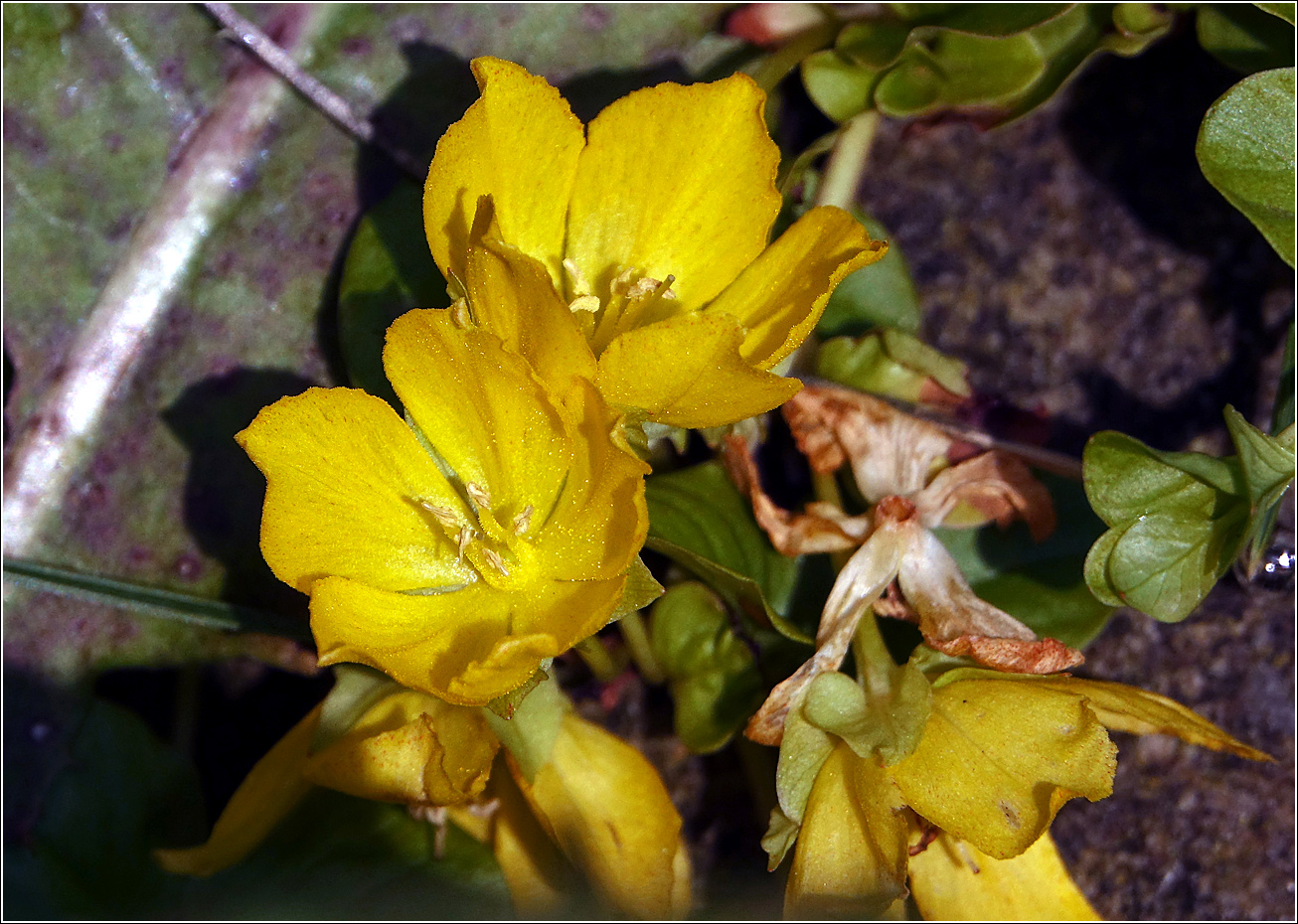 Изображение особи Lysimachia nummularia.