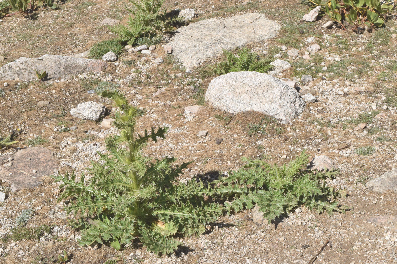 Изображение особи Cirsium polyacanthum.