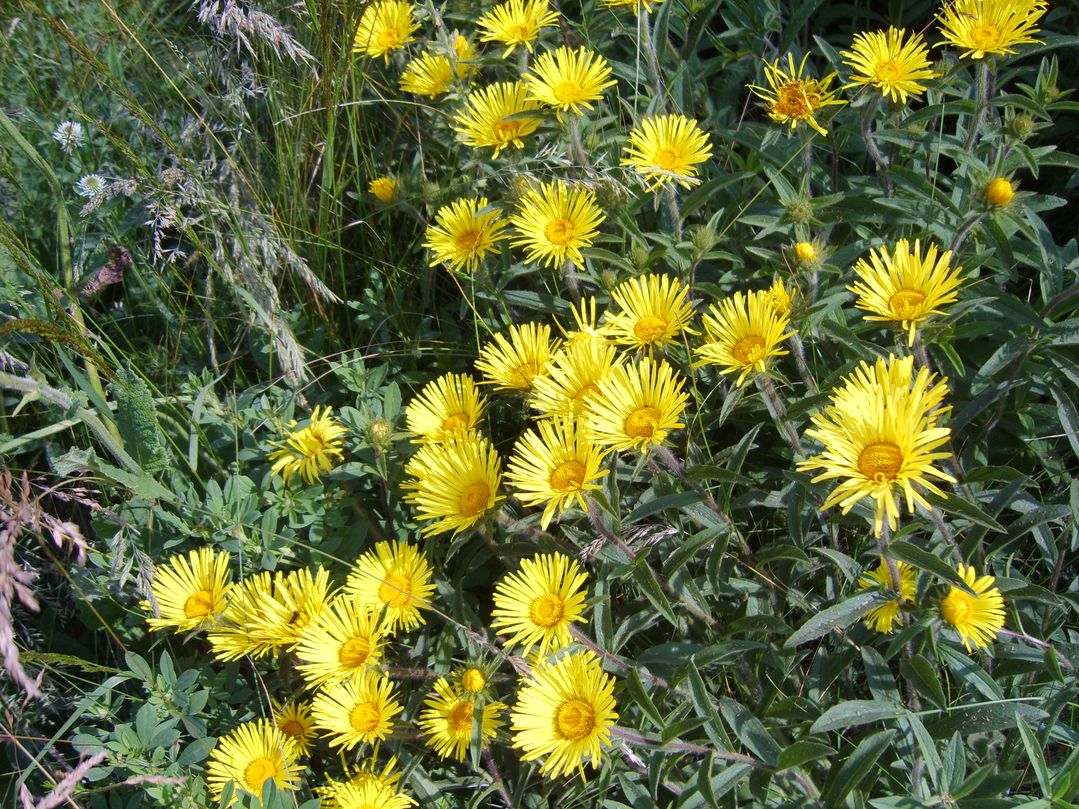 Image of Inula hirta specimen.