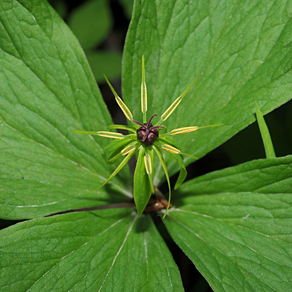 Image of Paris quadrifolia specimen.