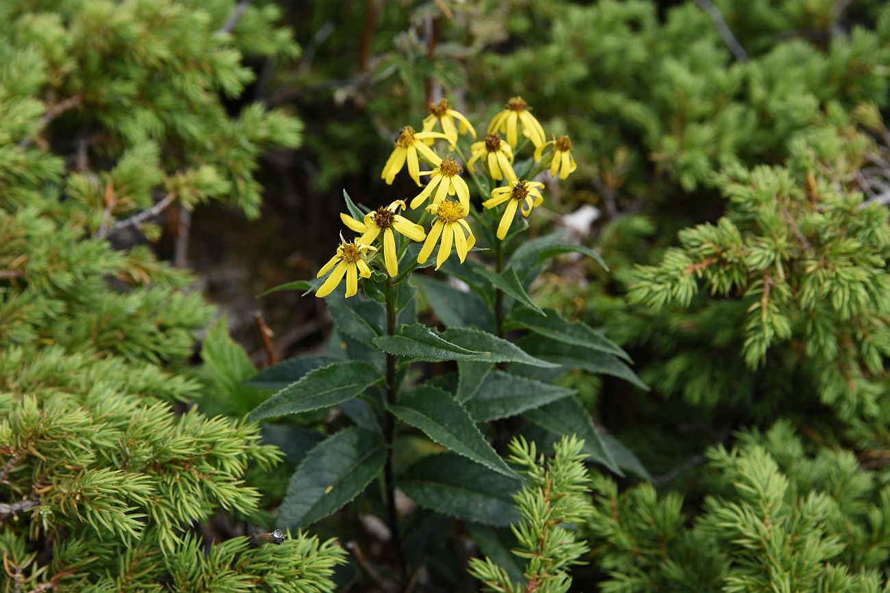 Image of Senecio nemorensis specimen.