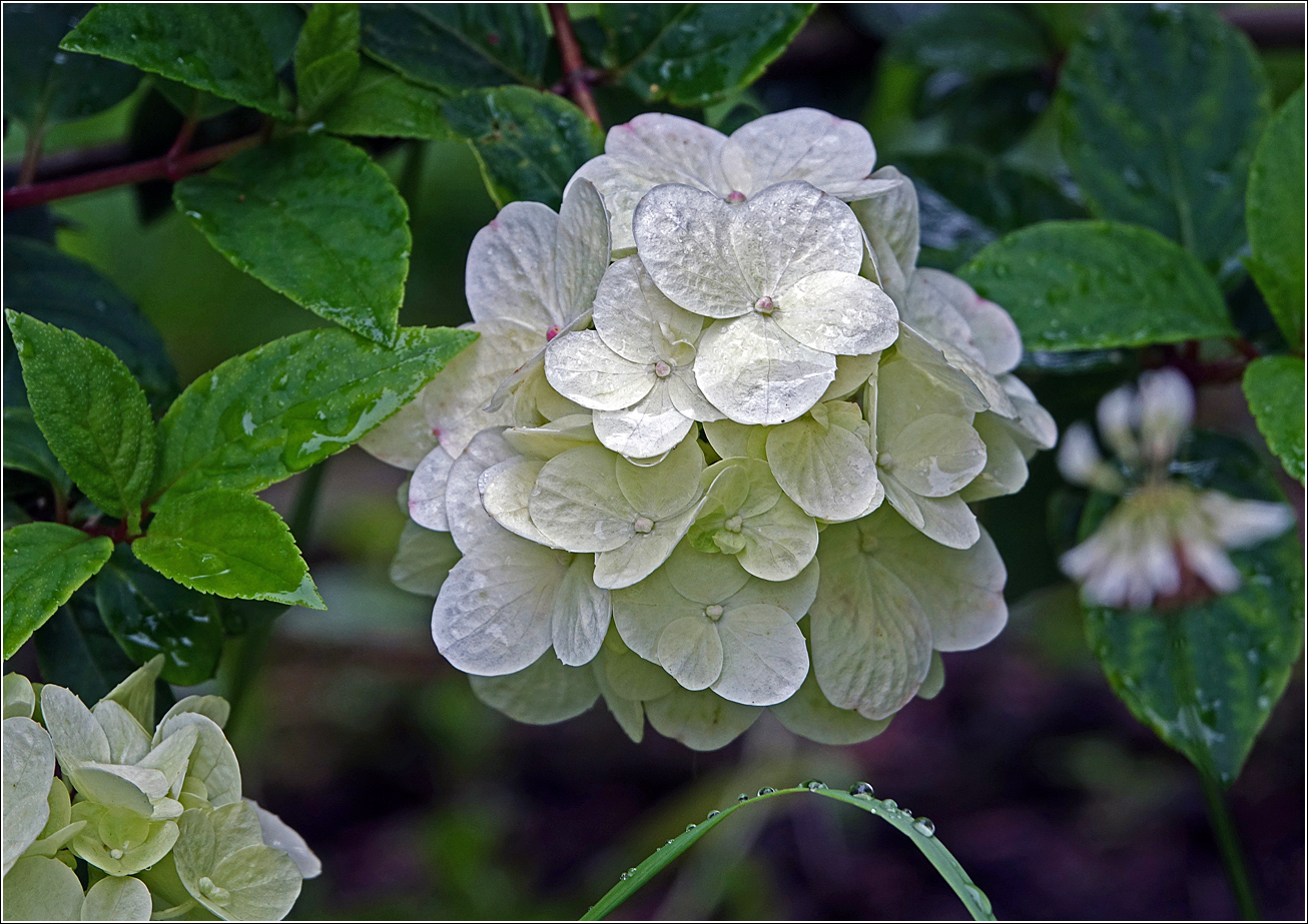 Image of Hydrangea paniculata specimen.