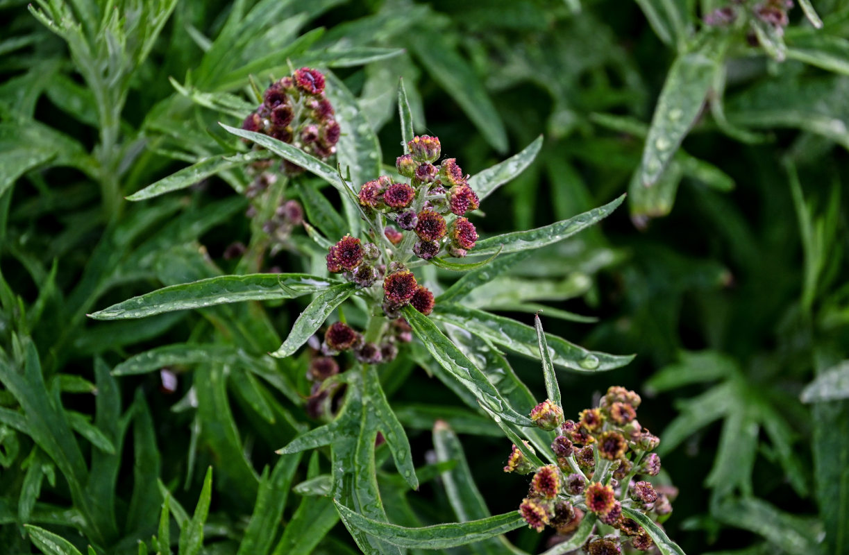 Изображение особи Artemisia tilesii.