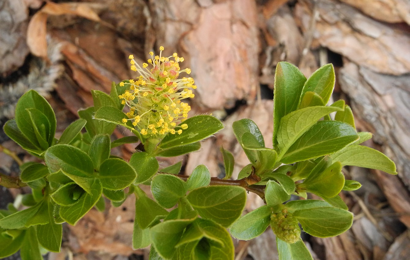 Image of Salix &times; simulatrix specimen.