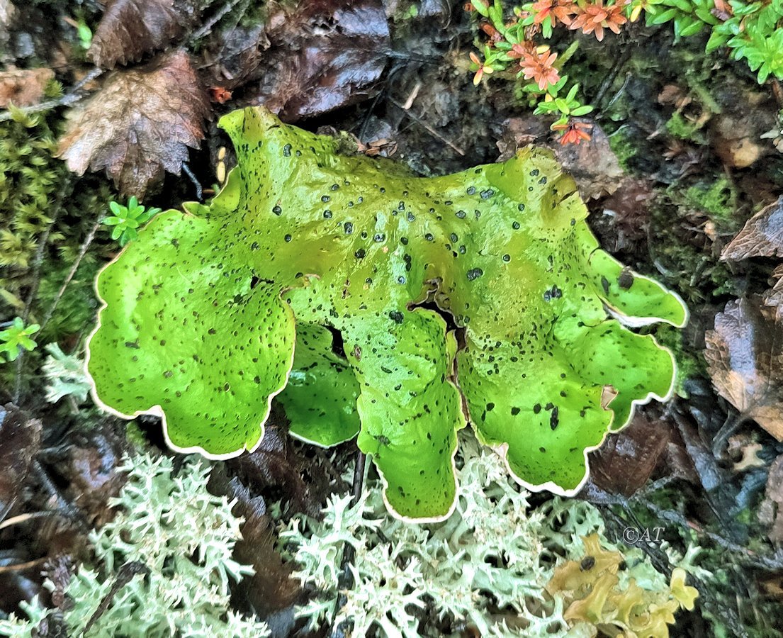 Изображение особи Peltigera aphthosa.