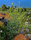 Sisymbrium loeselii