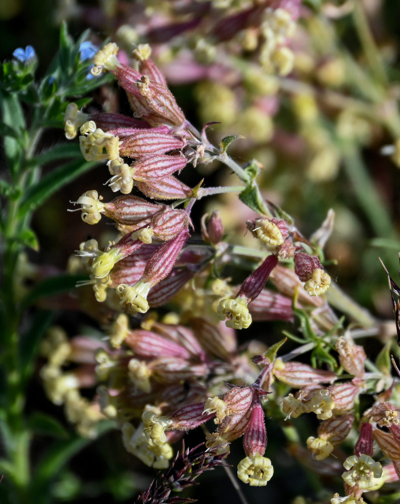 Image of Silene spergulifolia specimen.