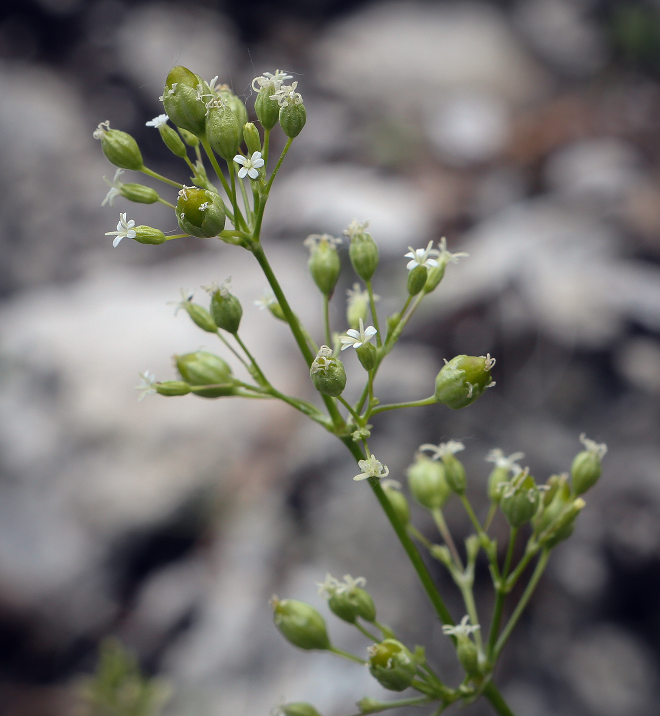 Image of Silene klokovii specimen.