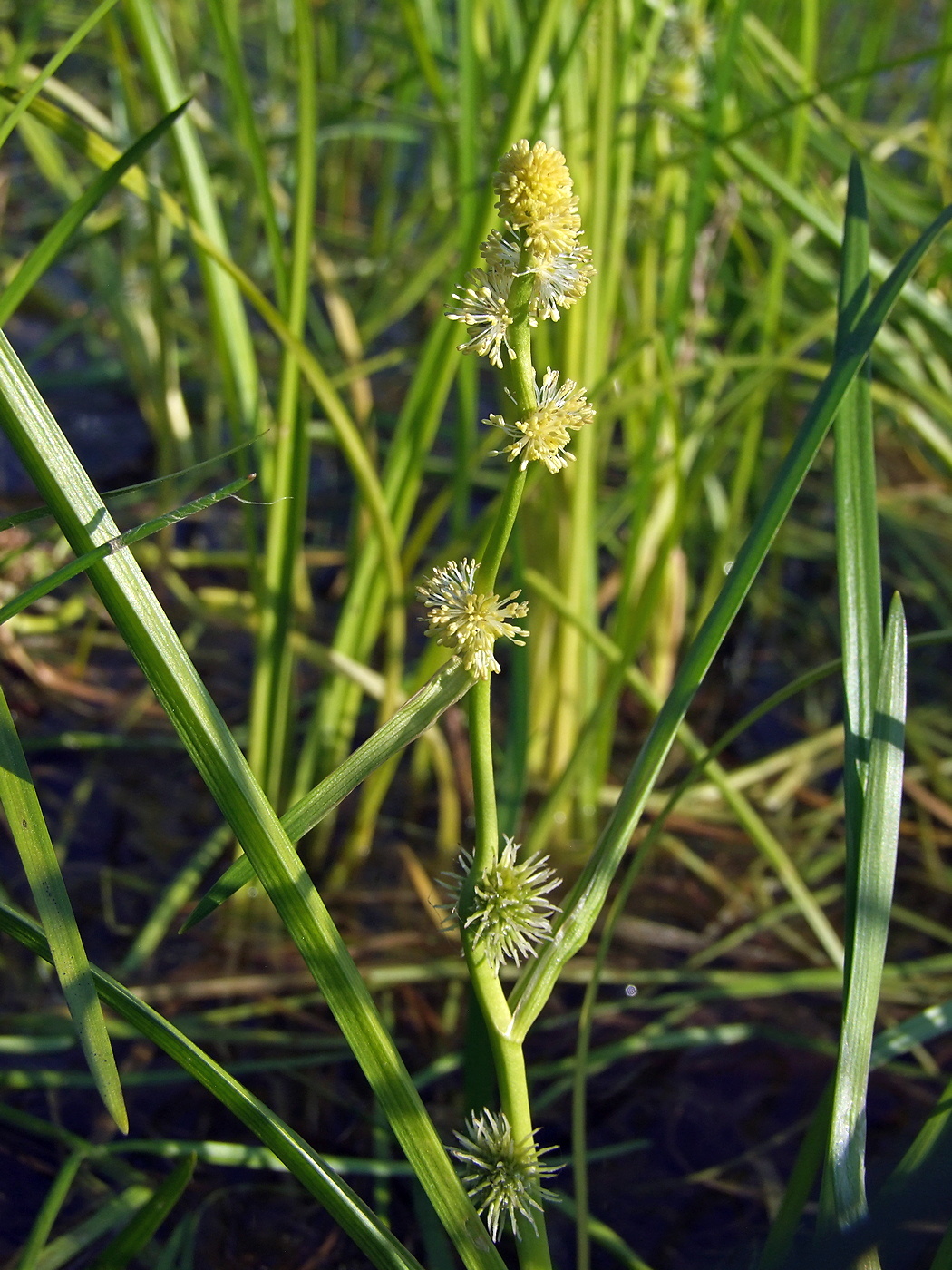 Image of Sparganium rothertii specimen.