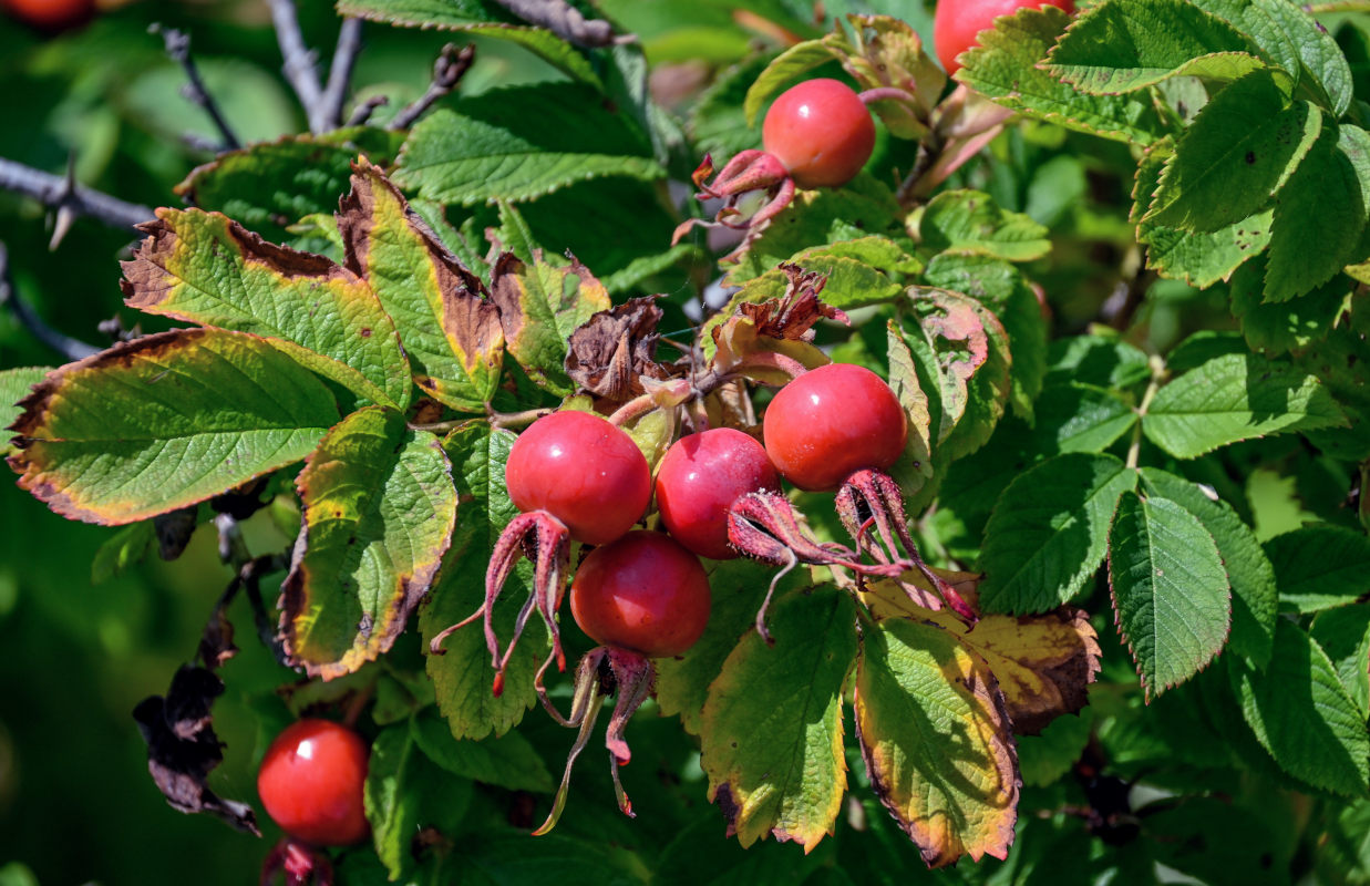 Image of Rosa rugosa specimen.