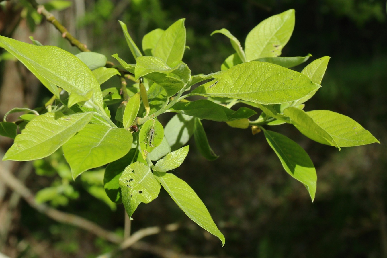 Изображение особи Salix caprea.