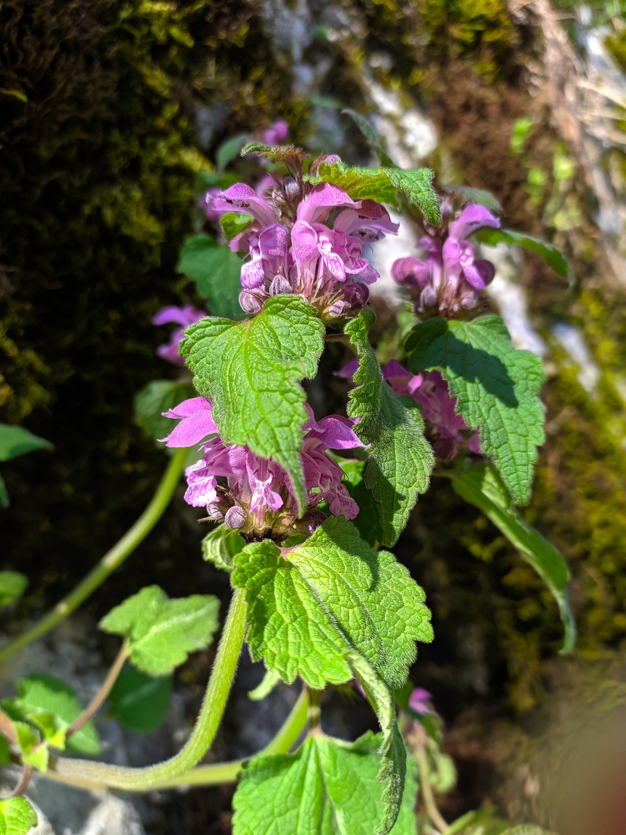 Image of Lamium purpureum specimen.