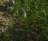 Dactylorhiza baltica