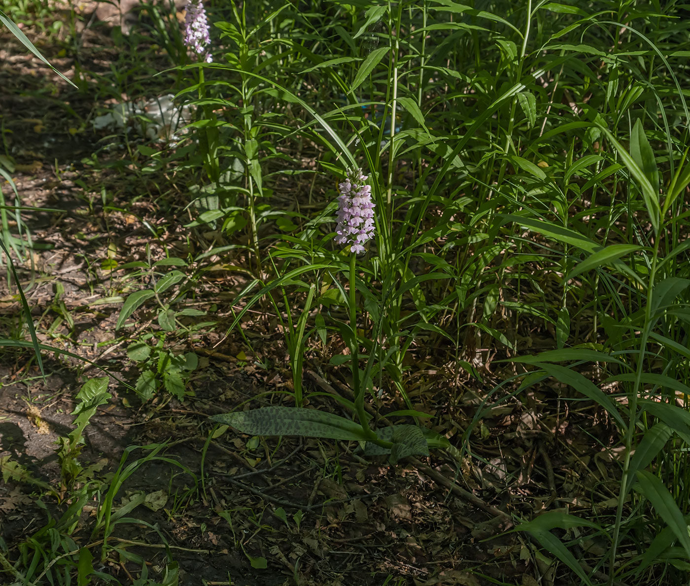 Изображение особи Dactylorhiza baltica.