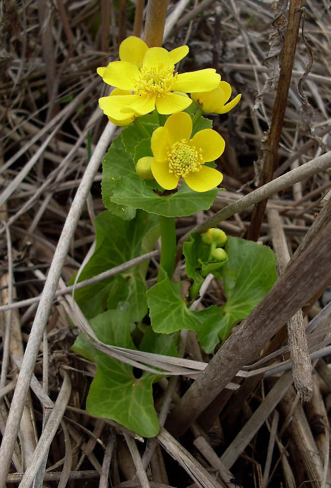 Изображение особи Caltha palustris.