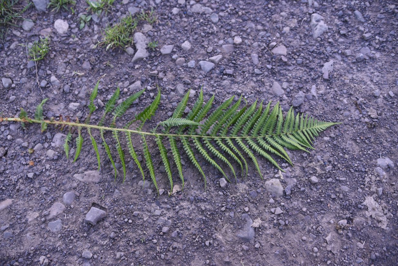 Image of Dryopteris filix-mas specimen.