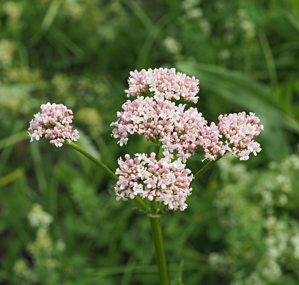 Изображение особи Valeriana officinalis.