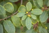 Frangula alnus. Верхушка побега с незрелыми плодами. Воронежская обл., Воронежский заповедник, смешанный лес. 11.07.2024.