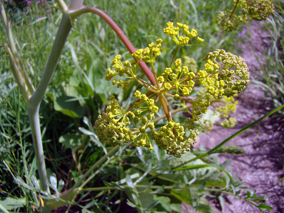 Image of Ferula akitschkensis specimen.