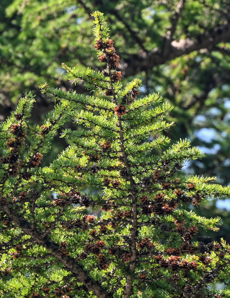 Image of Larix kamtschatica specimen.