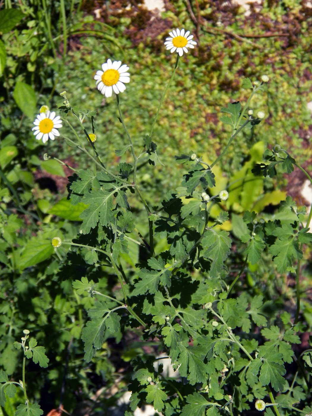 Изображение особи Pyrethrum parthenifolium.