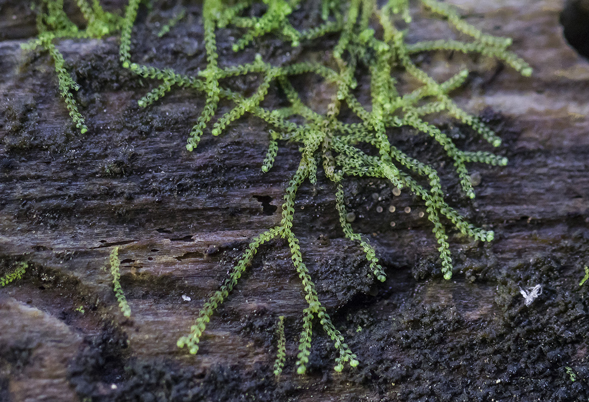 Image of Nowellia curvifolia specimen.