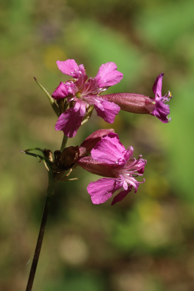 Image of Viscaria vulgaris specimen.