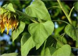 Helianthus annuus