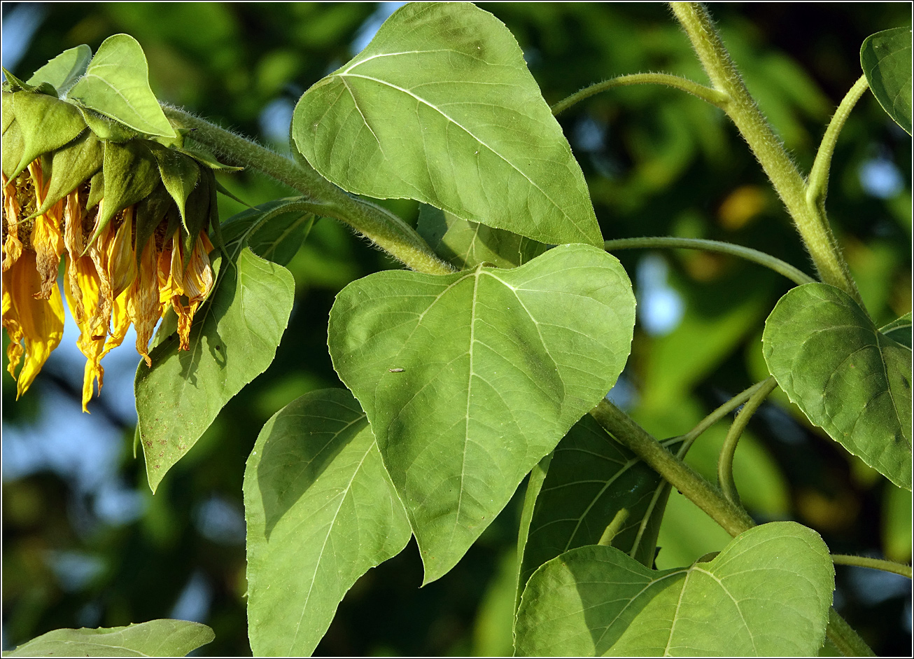 Image of Helianthus annuus specimen.