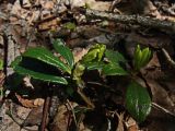 Chimaphila umbellata. Вегетирующие растения. Хабаровский край, окр. г. Комсомольск-на-Амуре, широколиственный лес. 25.04.2024.