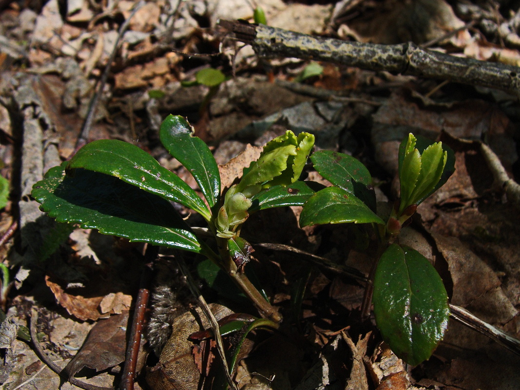 Изображение особи Chimaphila umbellata.