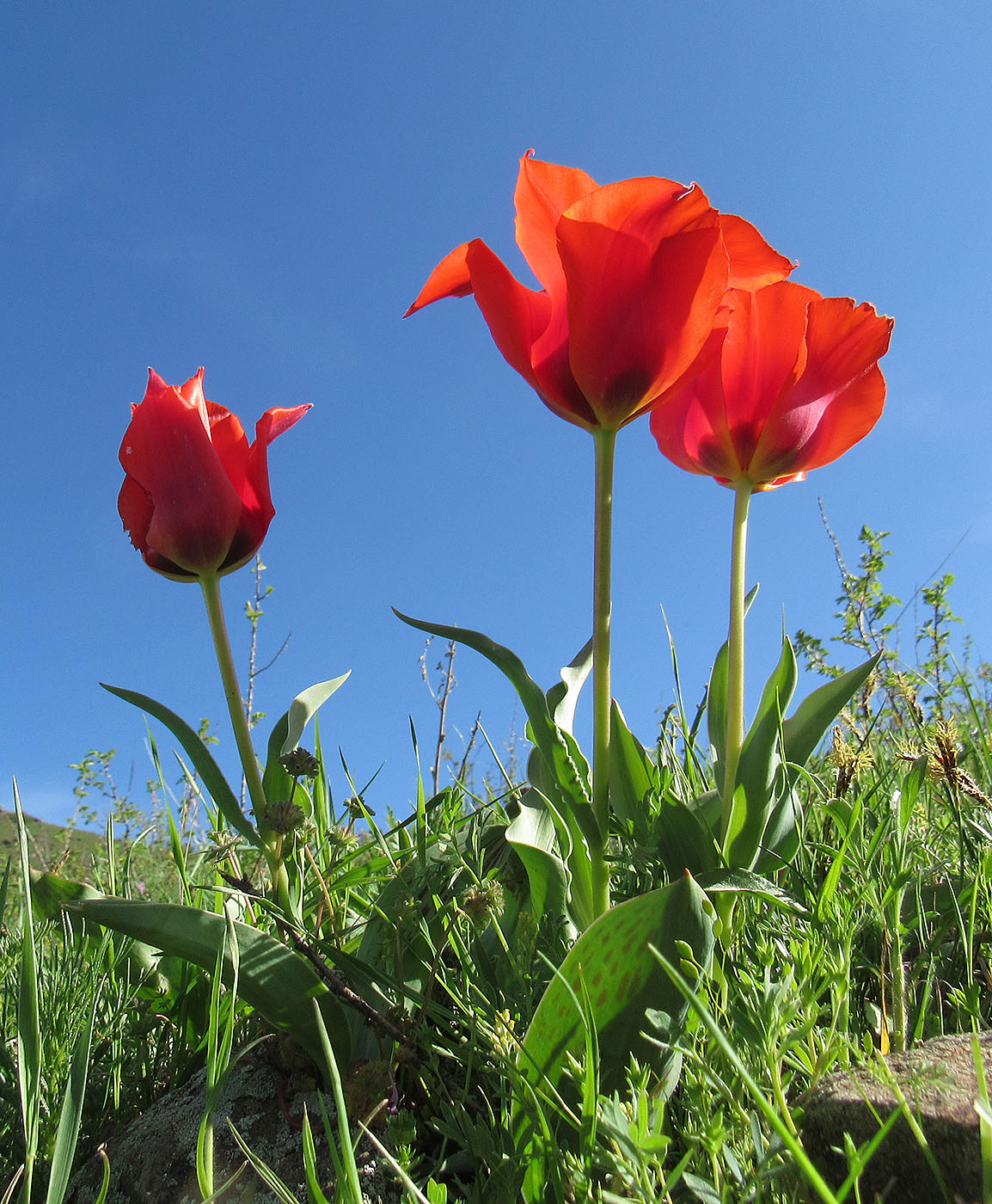 Изображение особи Tulipa greigii.