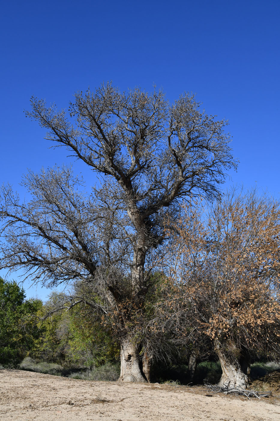 Image of Fraxinus sogdiana specimen.