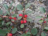 Cotoneaster uniflorus