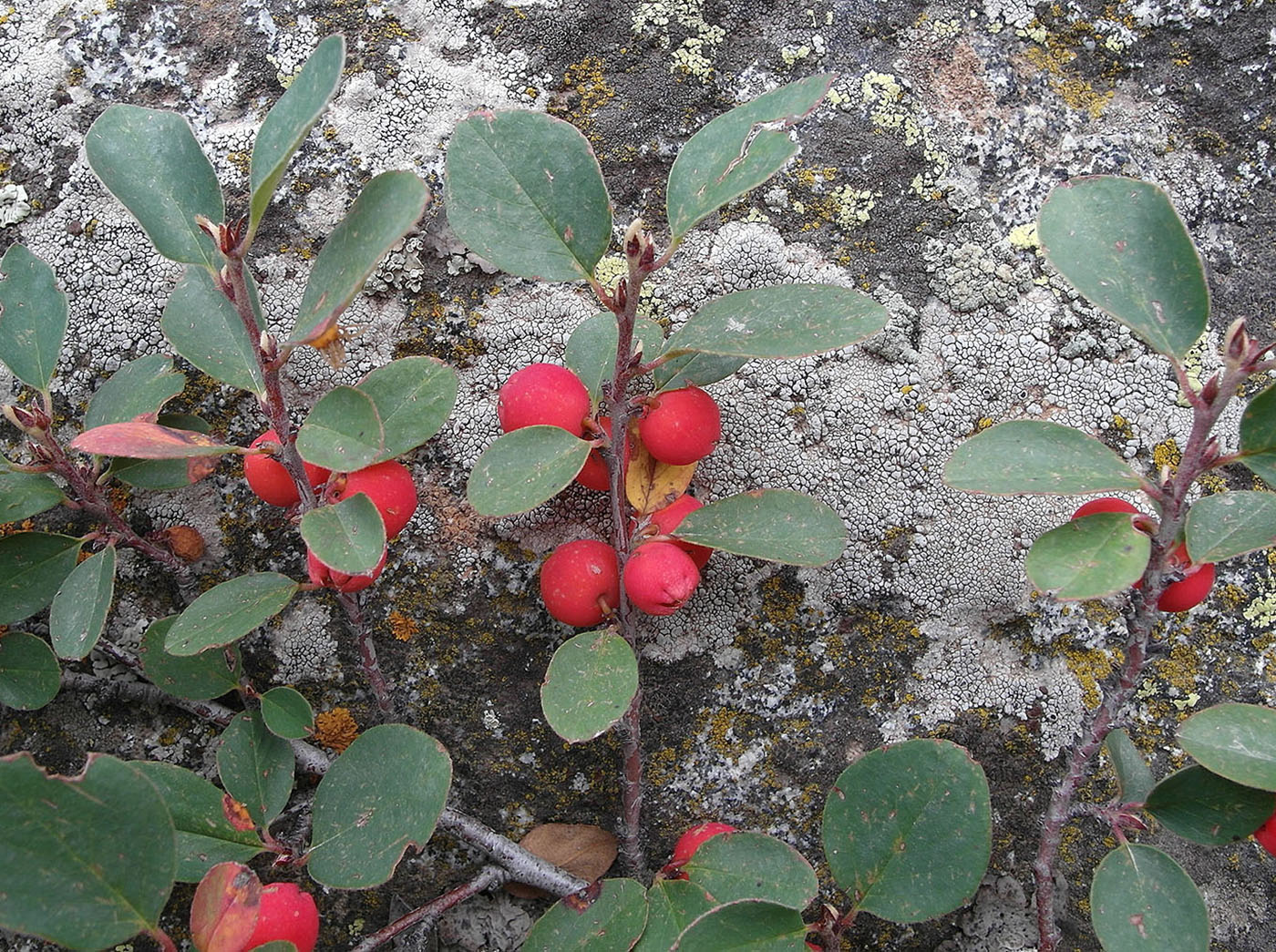 Изображение особи Cotoneaster uniflorus.