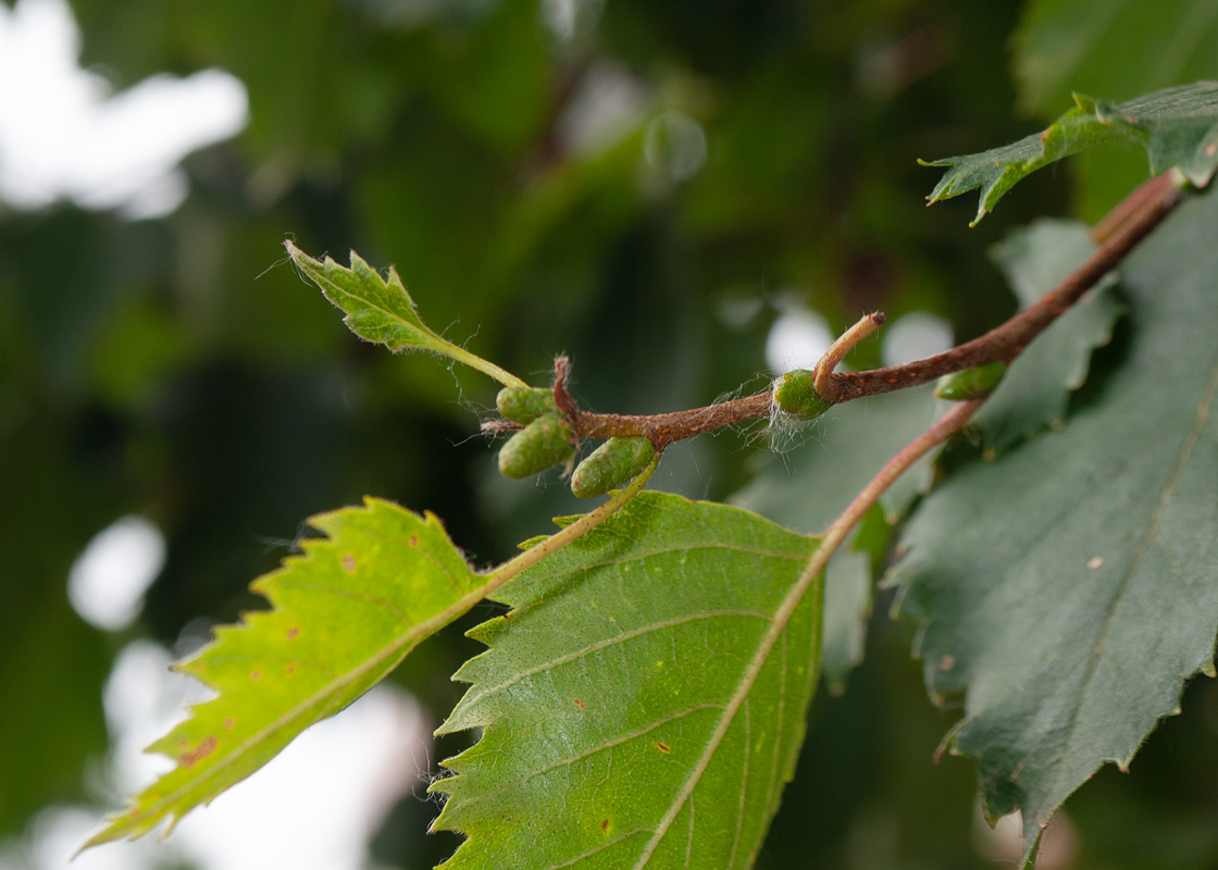 Изображение особи Betula ermanii.