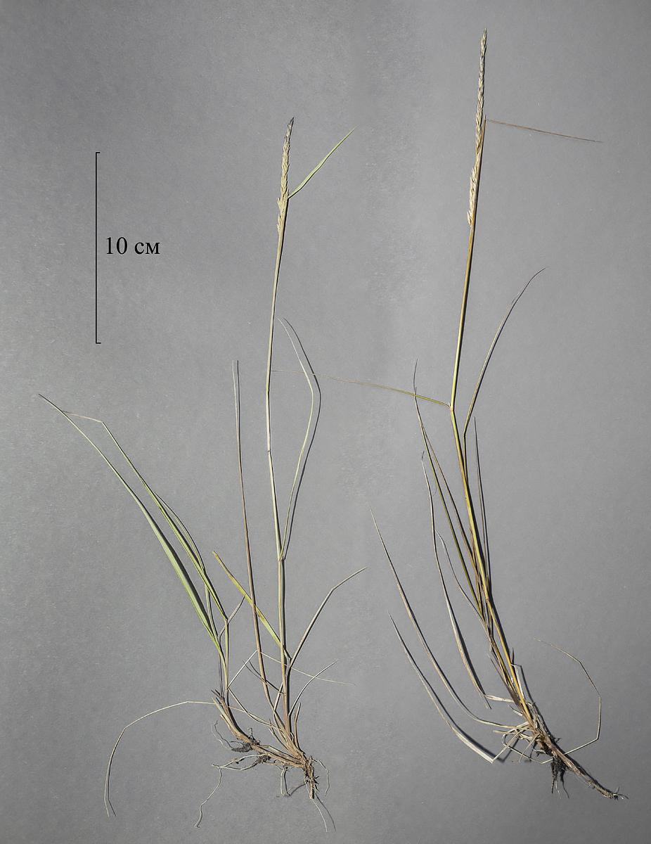 Изображение особи Calamagrostis lapponica.