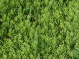 Bromus scoparius