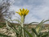 View full-size image Scorzonera turkeviczii