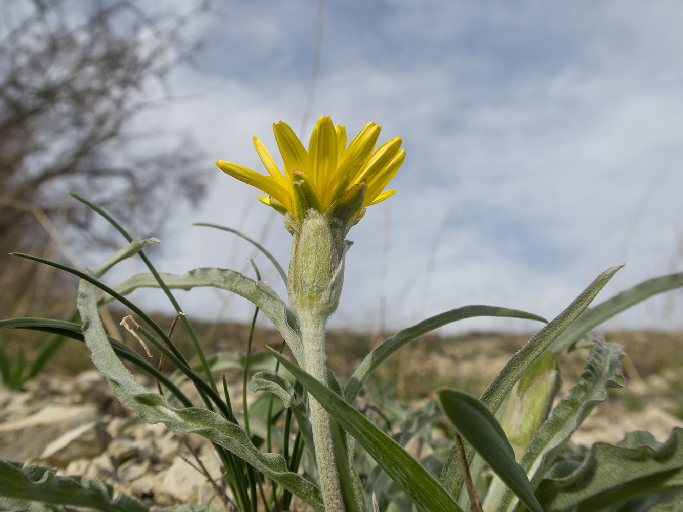Image of Scorzonera turkeviczii specimen.
