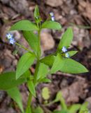 Смотреть изображение Myosotis sparsiflora