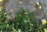 View full-size image Securigera orientalis
