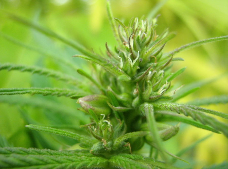 Image of genus Cannabis specimen.