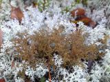 View full-size image Cetraria ericetorum