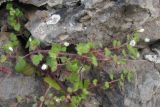 Veronica cymbalaria. Цветущее растение. Крым, Южный берег, Кучук-Ламбат. 25 апреля 2011 г.